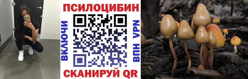 Купить закладки  Асино  Псилоцибиновые грибы Cubensis 